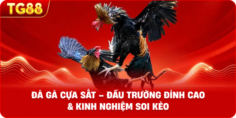 ĐÁ GÀ Cựa Sắt – Đấu Trường Đỉnh Cao & Kinh Nghiệm Soi Cầu